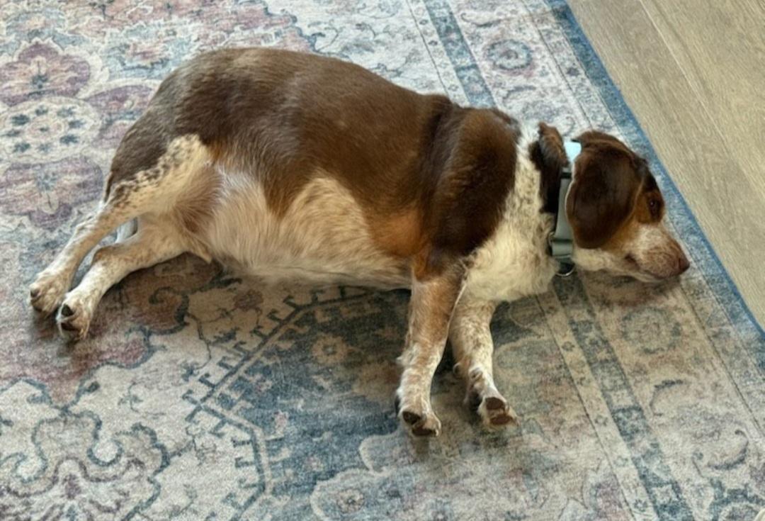 Big Mac Max, Adoptable, Adult Male Beagle.