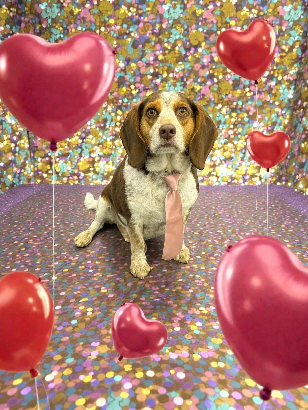 Enlarge Big Mac Max, a Adoptable mixed breed in Knoxville, TN image 2/4