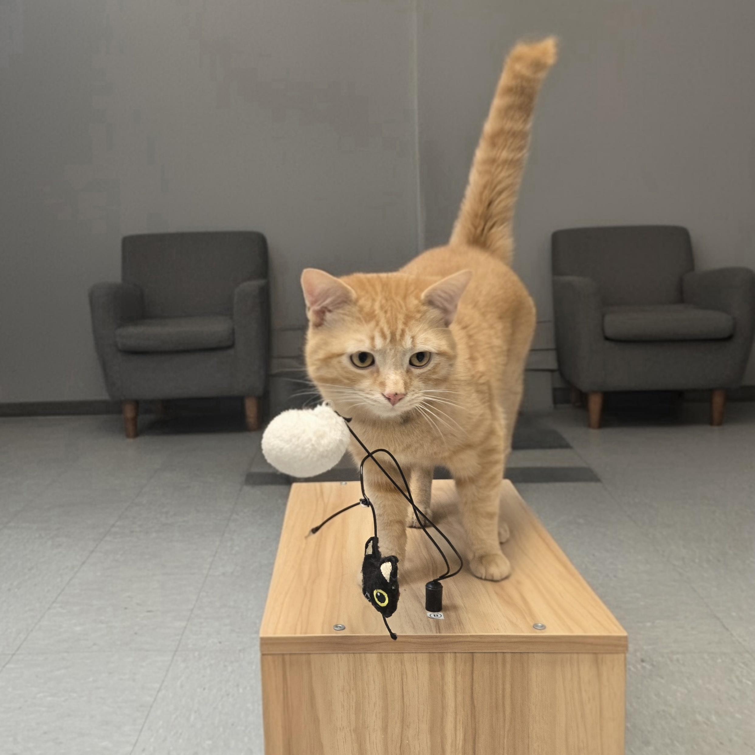 Enlarge Nemo, a ADOPTABLE Domestic Short Hair in Xenia , OH image 5/6