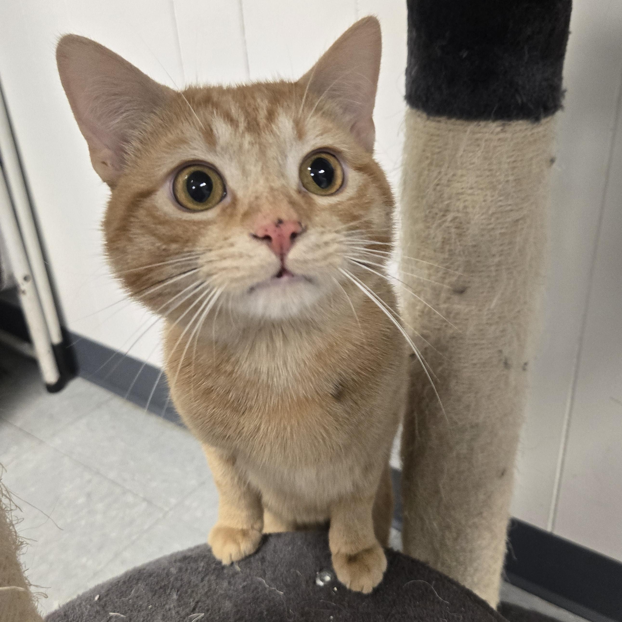 Enlarge Nemo, a ADOPTABLE Domestic Short Hair in Xenia , OH image 2/6