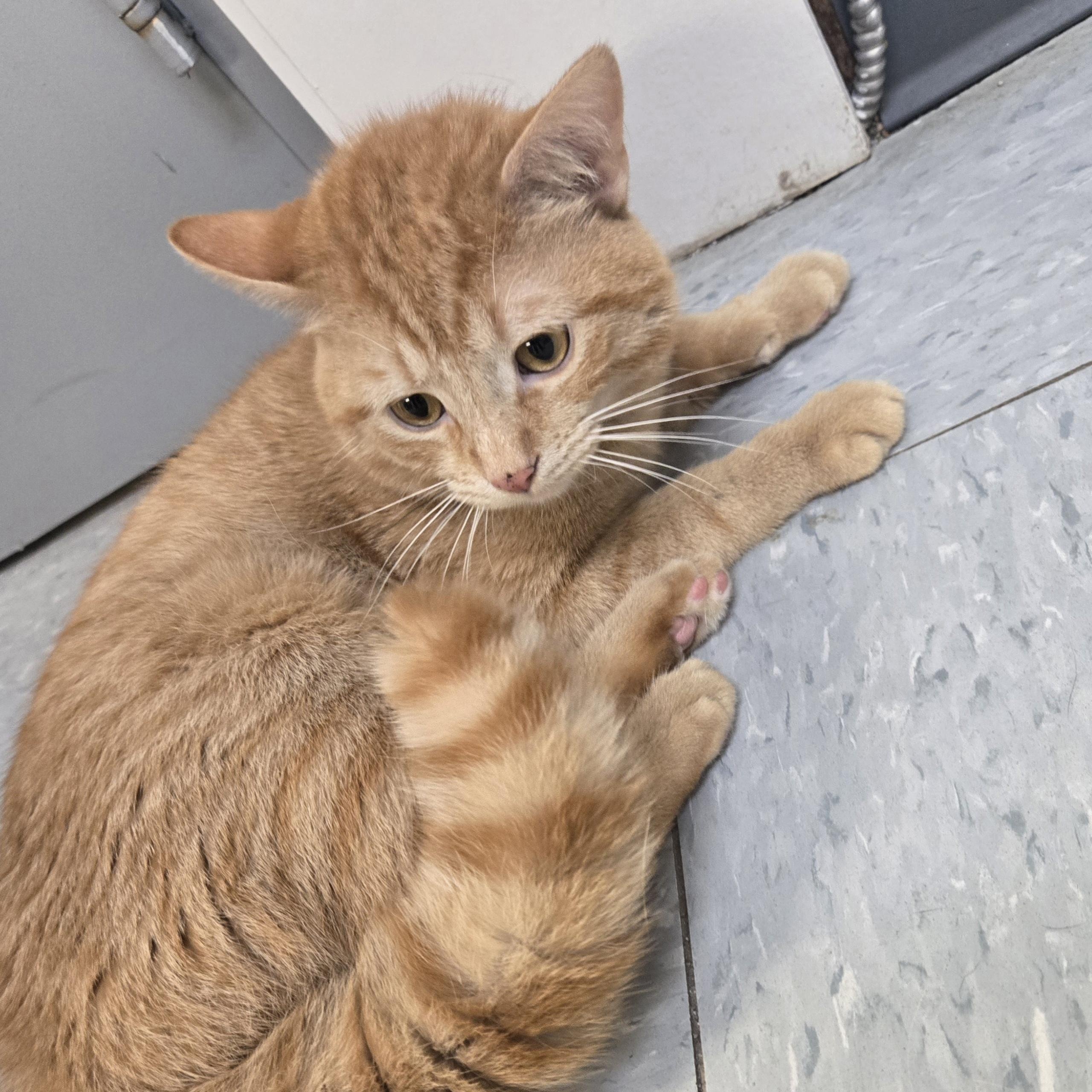 Enlarge Nemo, a ADOPTABLE Domestic Short Hair in Xenia , OH image 1/6