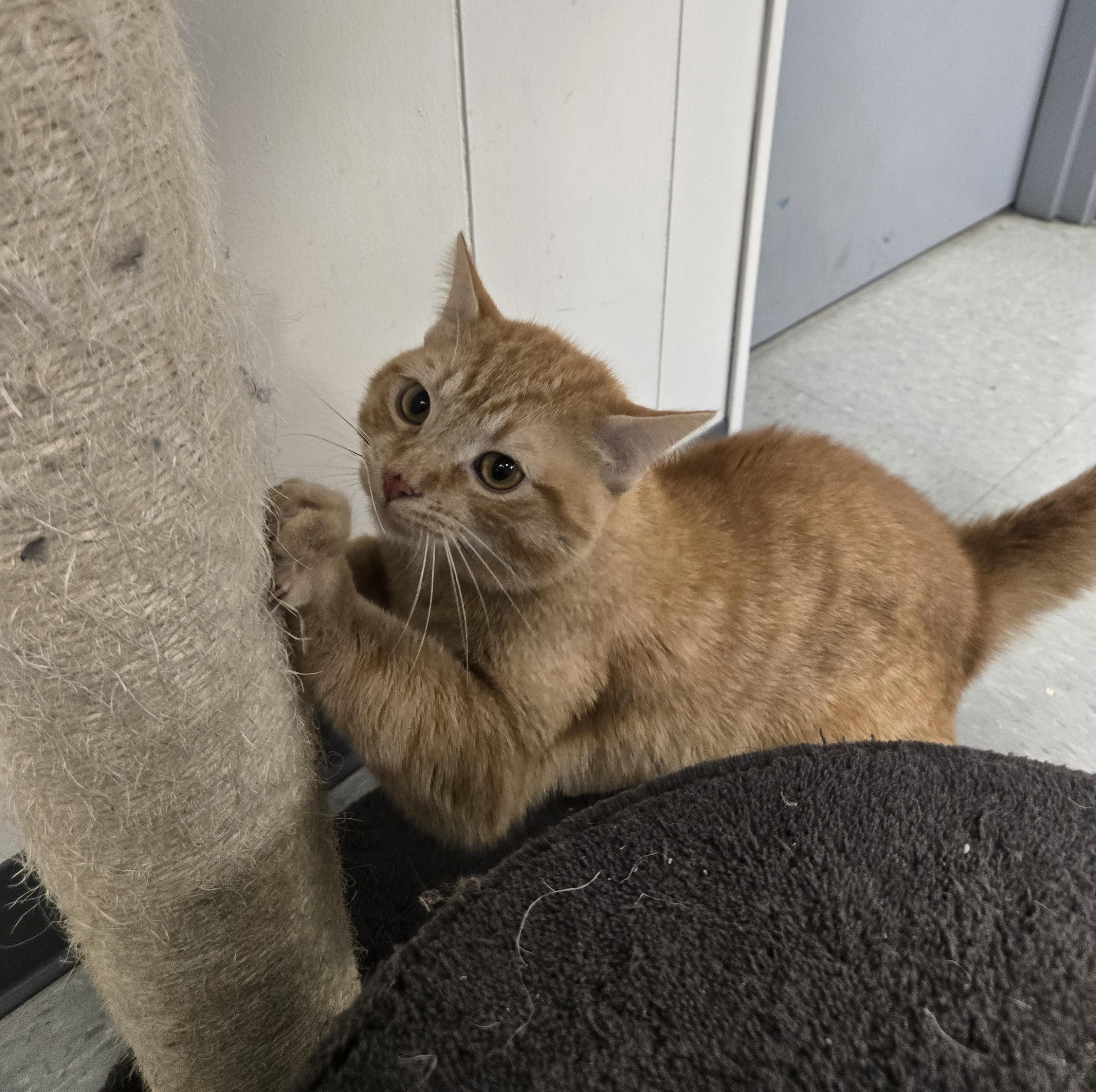 Enlarge Nemo, a ADOPTABLE Domestic Short Hair in Xenia , OH image 6/6