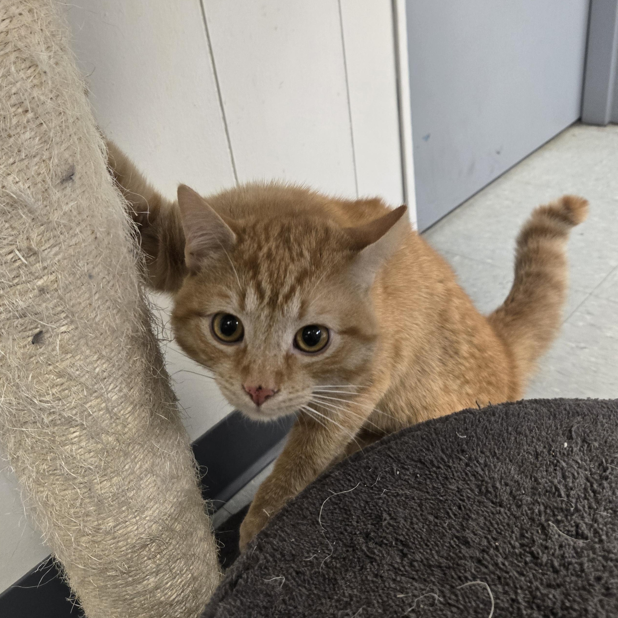 Enlarge Nemo, a ADOPTABLE Domestic Short Hair in Xenia , OH image 3/6