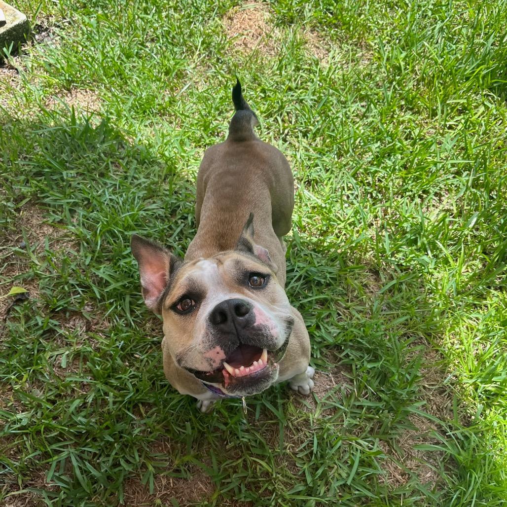 Sandy aka Cleo, Adoptable, Adult Female French Bulldog & Mixed Breed.