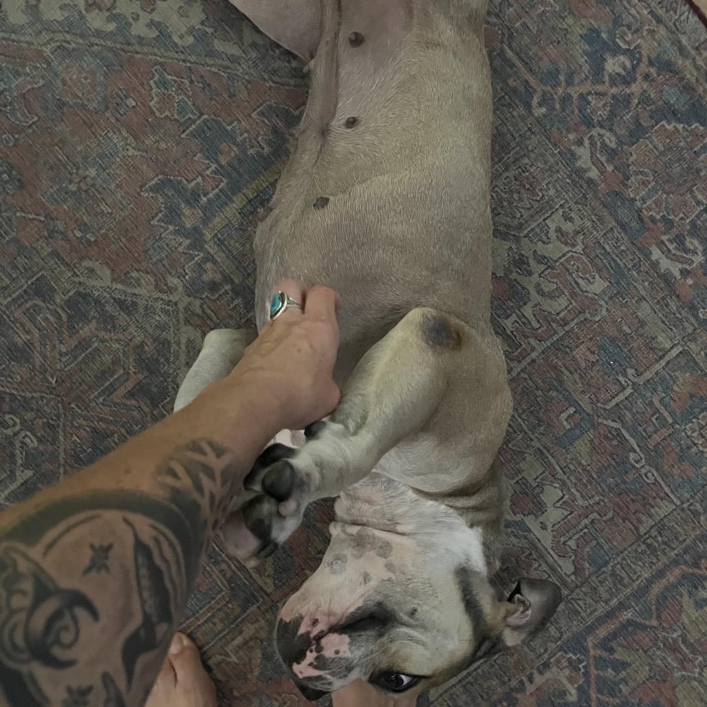 Enlarge Sandy aka Cleo, a Adoptable mixed breed in Juno Beach, FL image 2/5