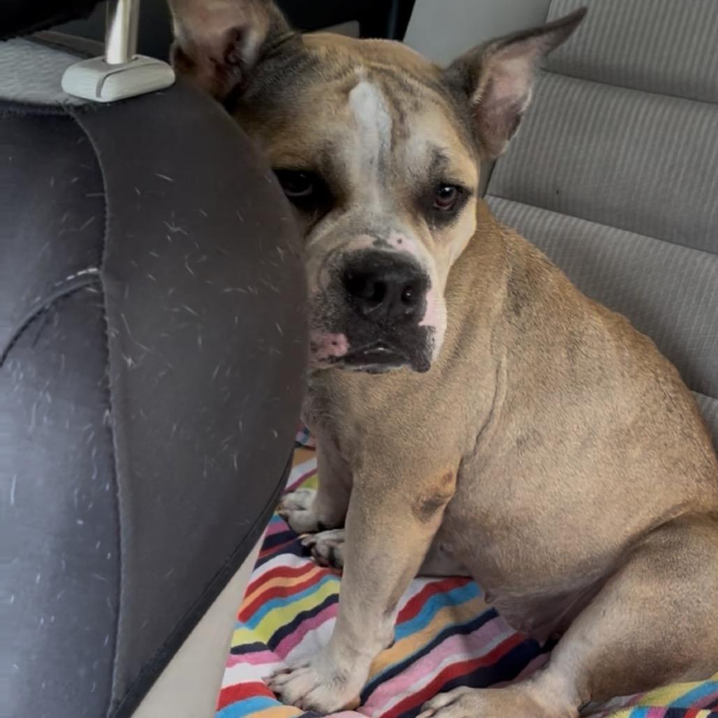 Enlarge Sandy aka Cleo, a Adoptable mixed breed in Juno Beach, FL image 3/5