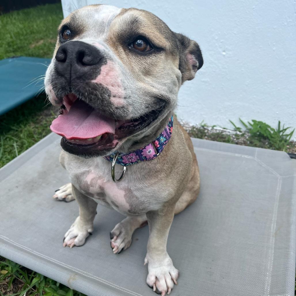 Enlarge Sandy aka Cleo, a Adoptable mixed breed in Juno Beach, FL image 4/5