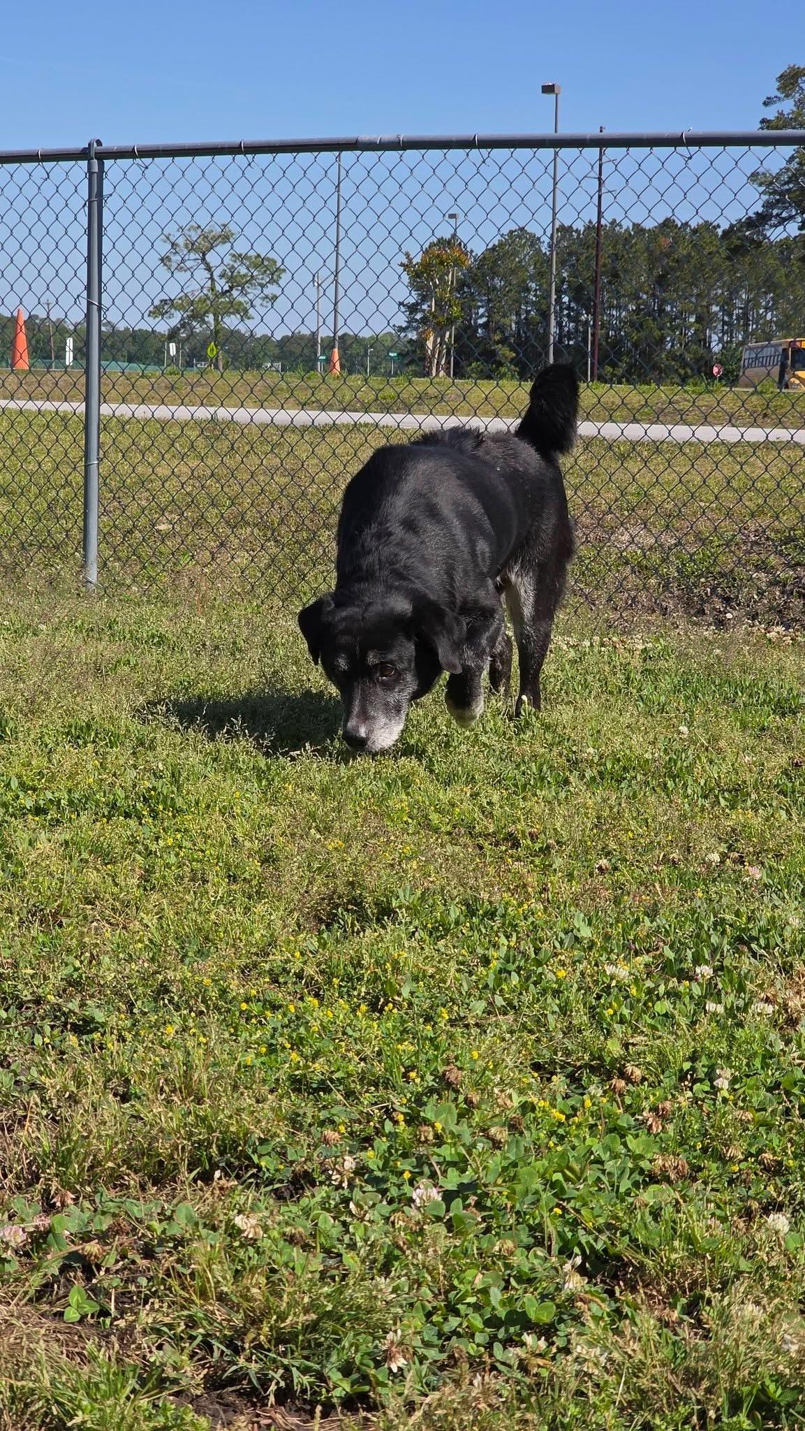 Harley- I Promise Im Still a Good Boy, a Adoptable mixed breed in augusta, ME image 4/4