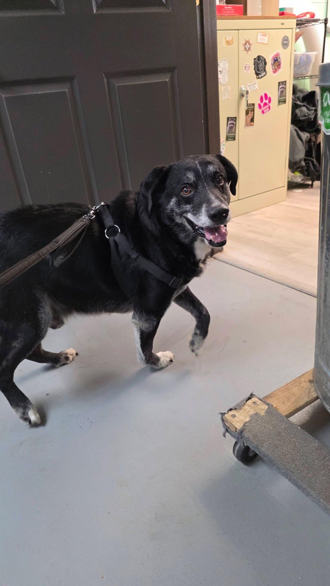 Harley- I Promise Im Still a Good Boy, a Adoptable mixed breed in augusta, ME image 2/4
