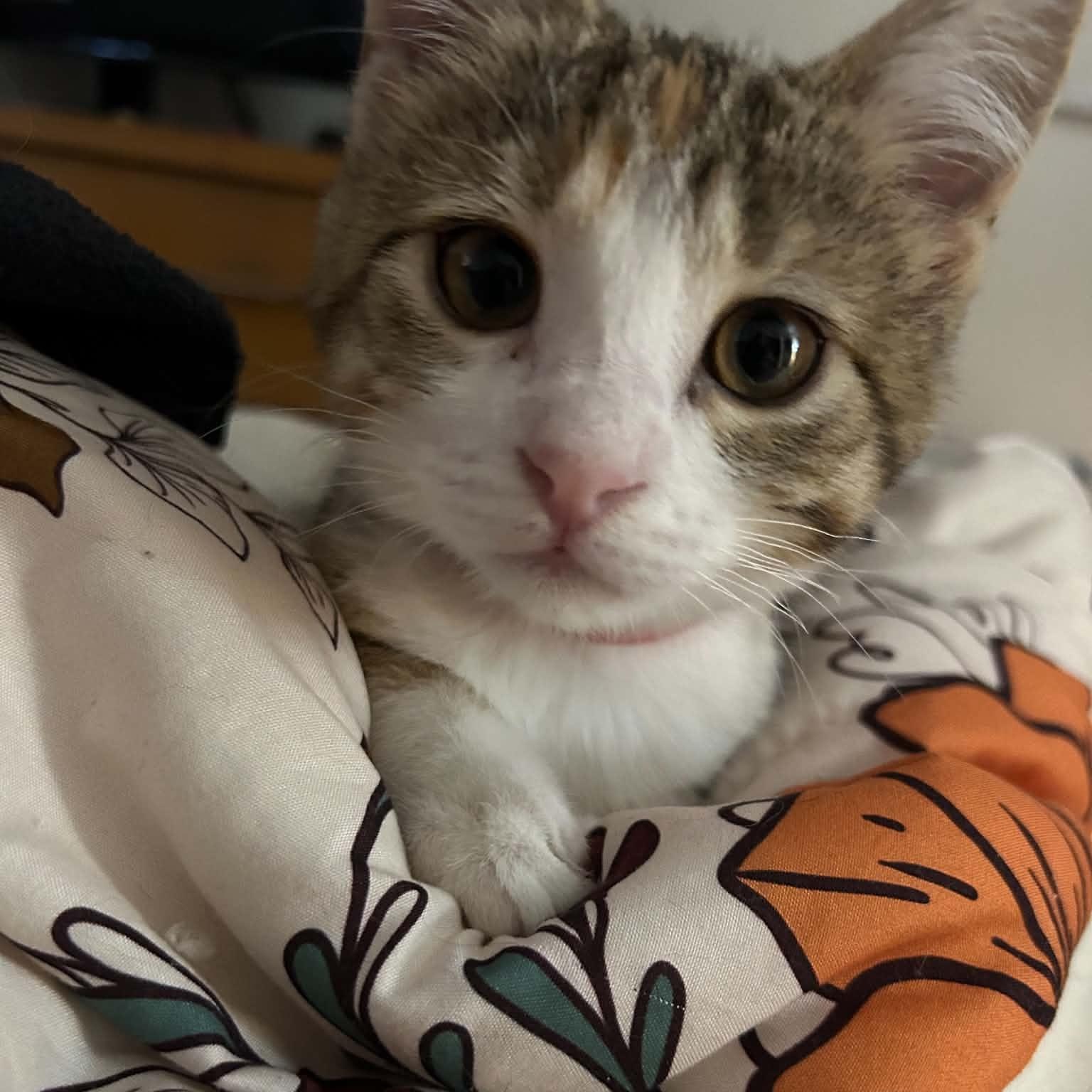 Aine, Adoptable, Kitten Female Domestic Short Hair.