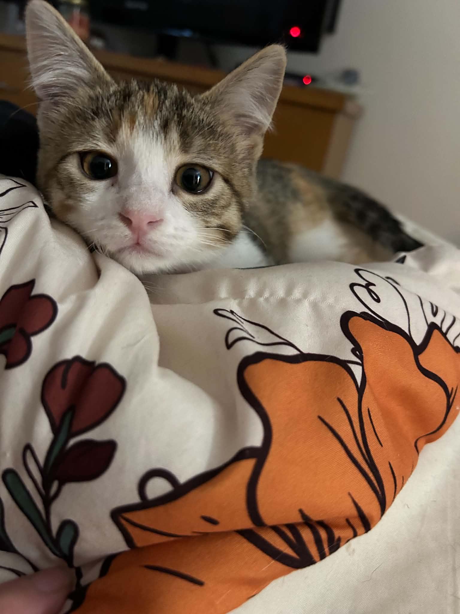 Enlarge Aine, a Adoptable Domestic Short Hair in Milwaukee, WI image 2/4