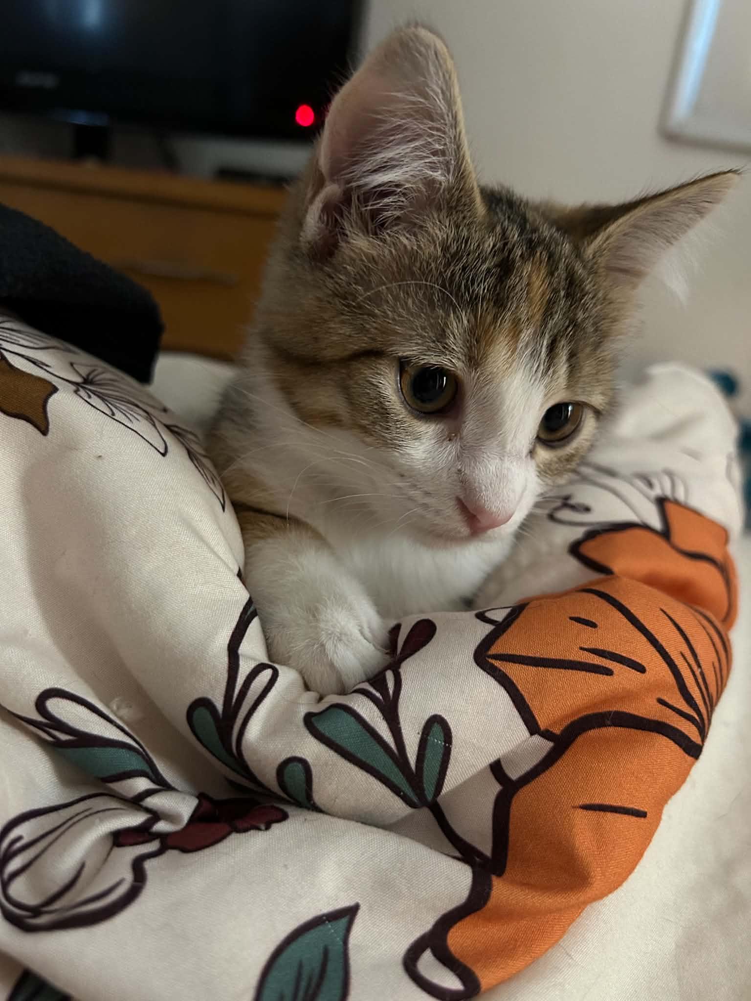 Enlarge Aine, a Adoptable Domestic Short Hair in Milwaukee, WI image 3/4