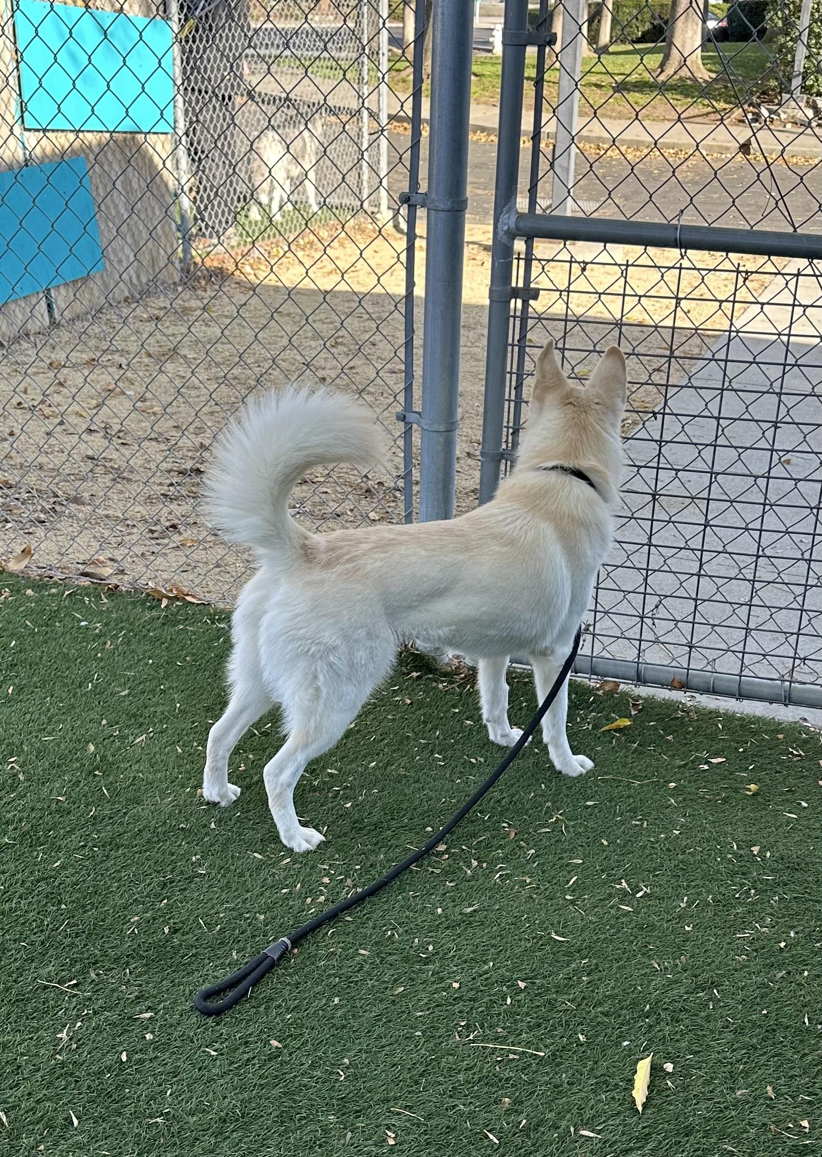 Enlarge Ophelia , an adopted mixed breed in Knightsen, CA image 3/6