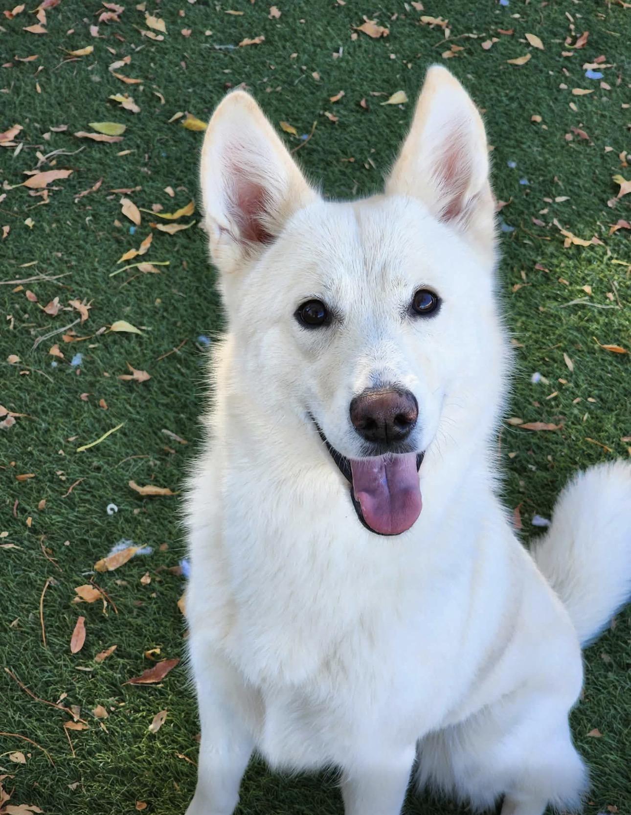 Enlarge Ophelia , an adopted mixed breed in Knightsen, CA image 1/6