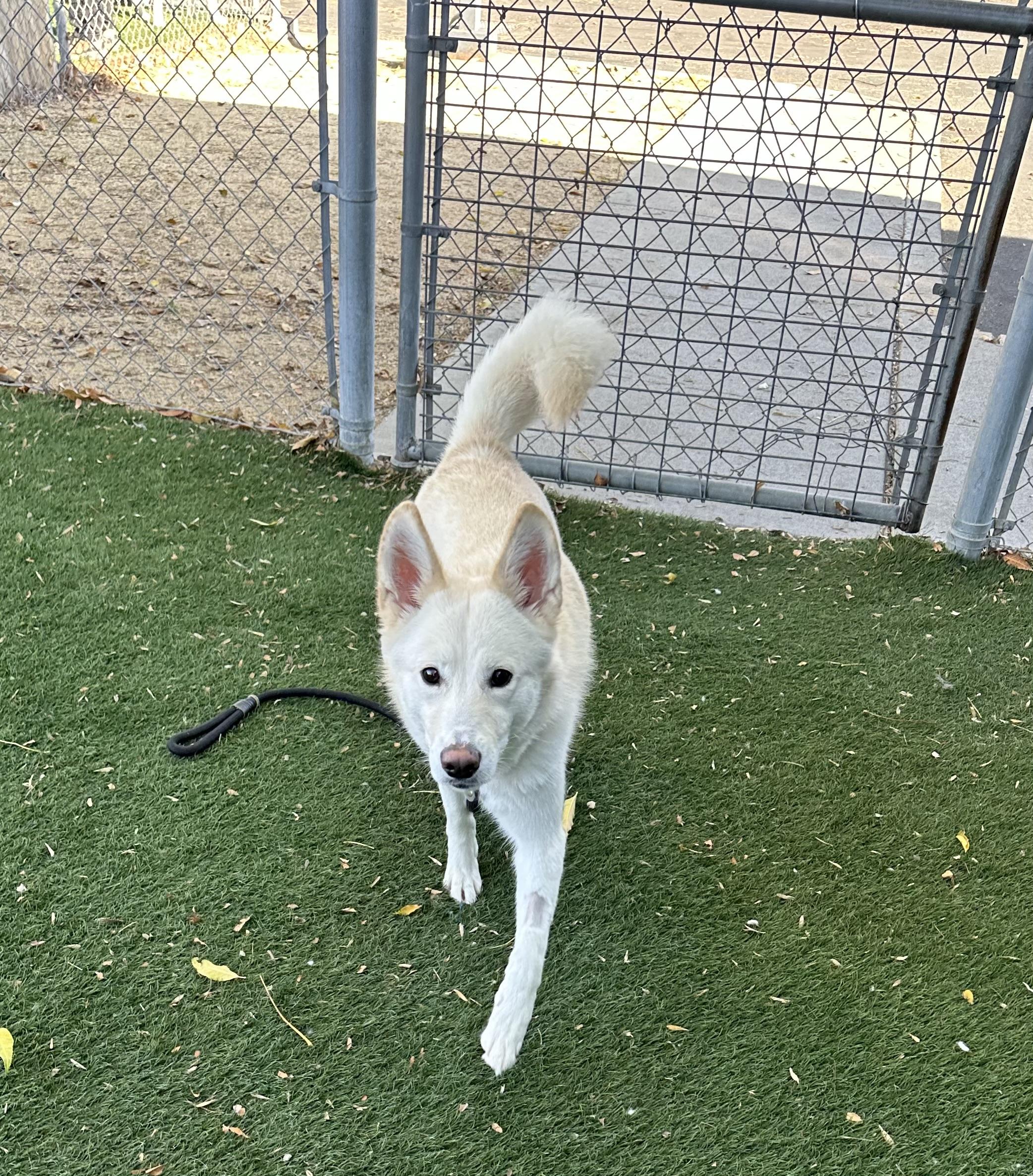 Enlarge Ophelia , an adopted mixed breed in Knightsen, CA image 2/6
