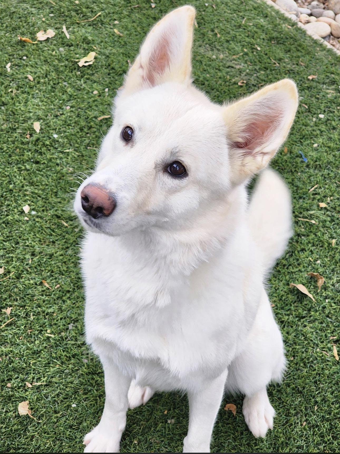 Enlarge Ophelia , an adopted mixed breed in Knightsen, CA image 4/6