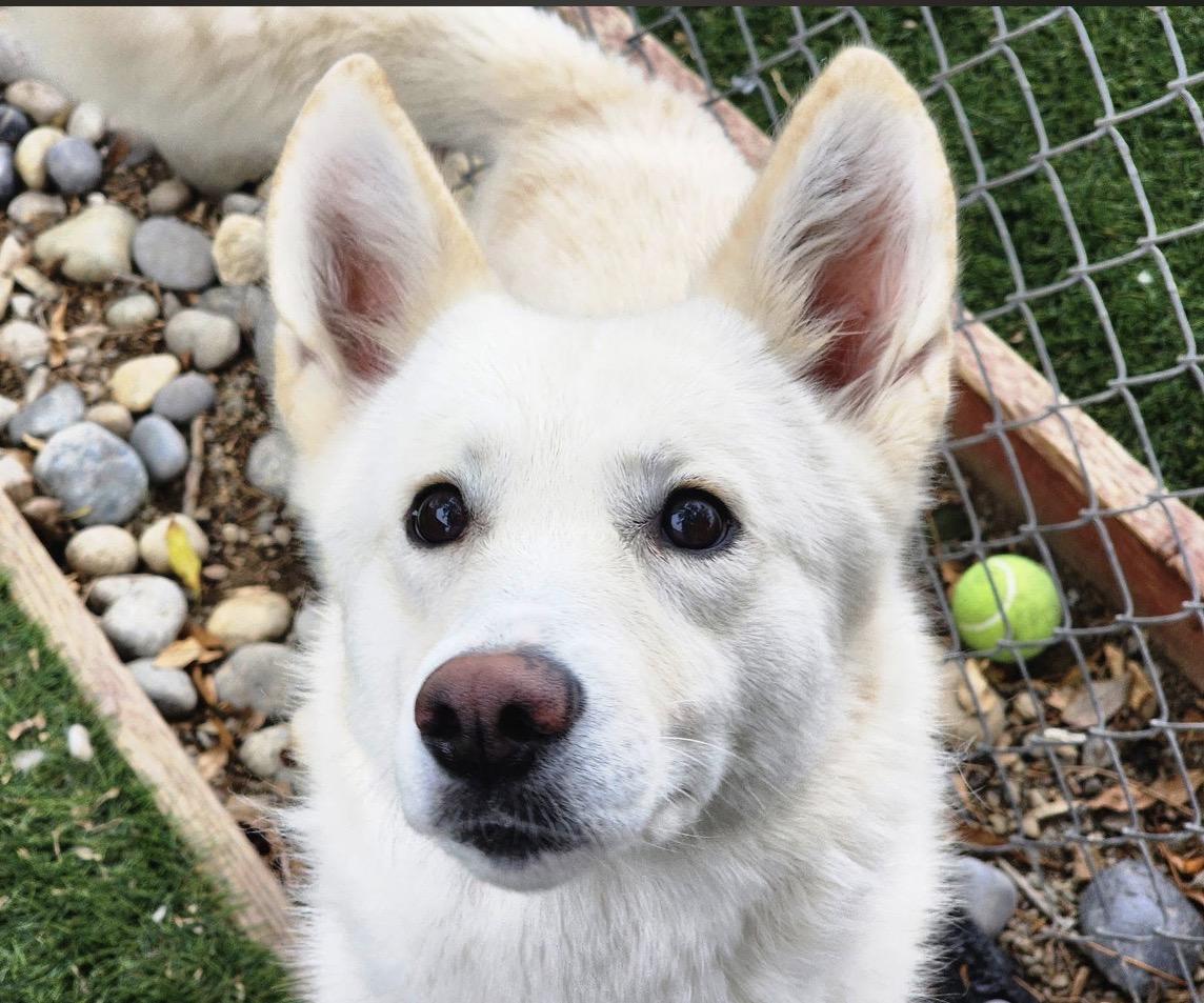 Enlarge Ophelia , an adopted mixed breed in Knightsen, CA image 5/6
