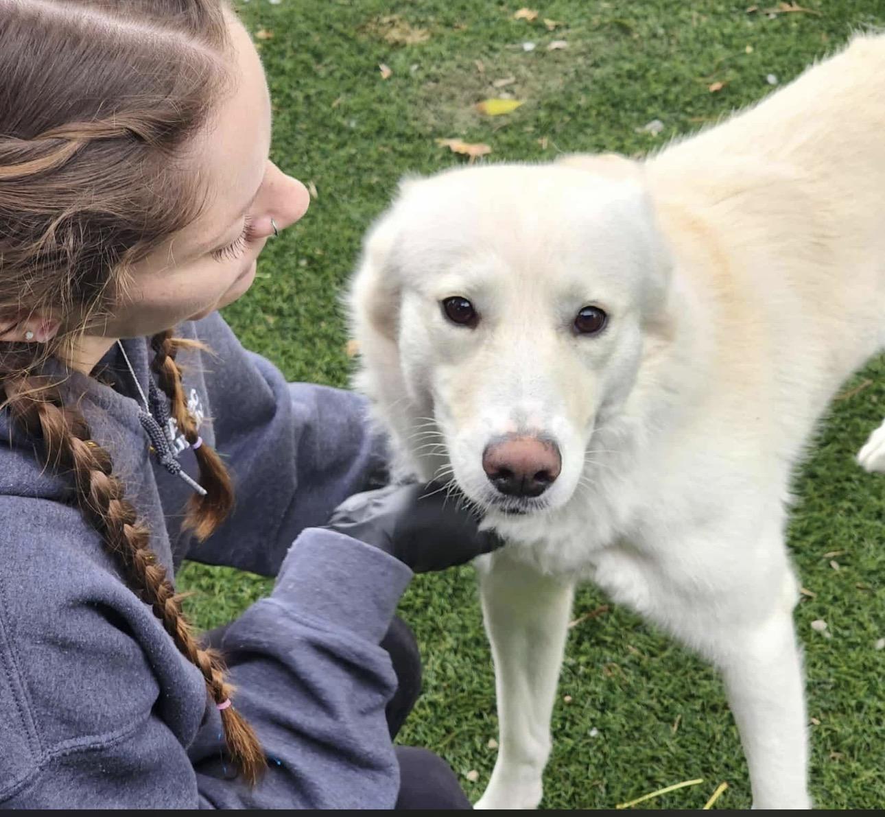 Enlarge Ophelia , an adopted mixed breed in Knightsen, CA image 6/6