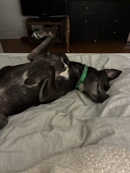 Stryker, ADOPTABLE, Adult Male Mixed Breed.