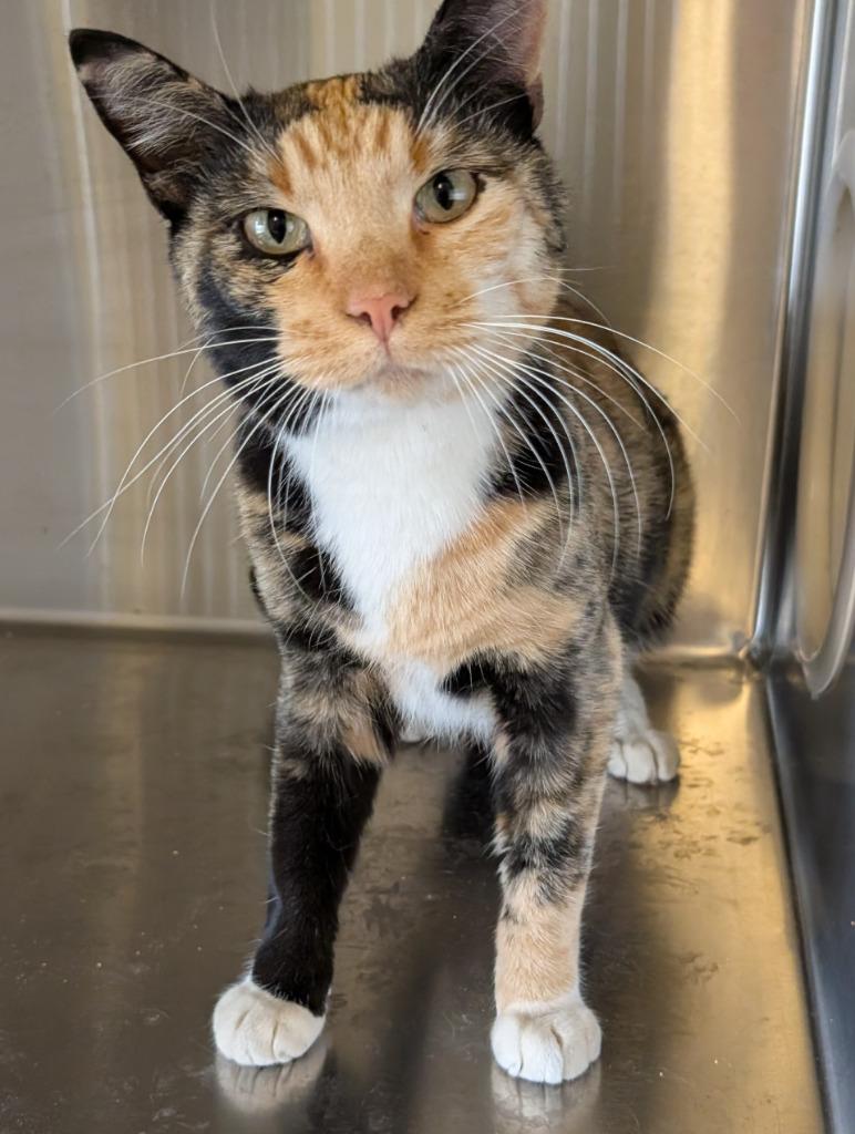 Bugz, Adoptable, Adult Female Domestic Short Hair.