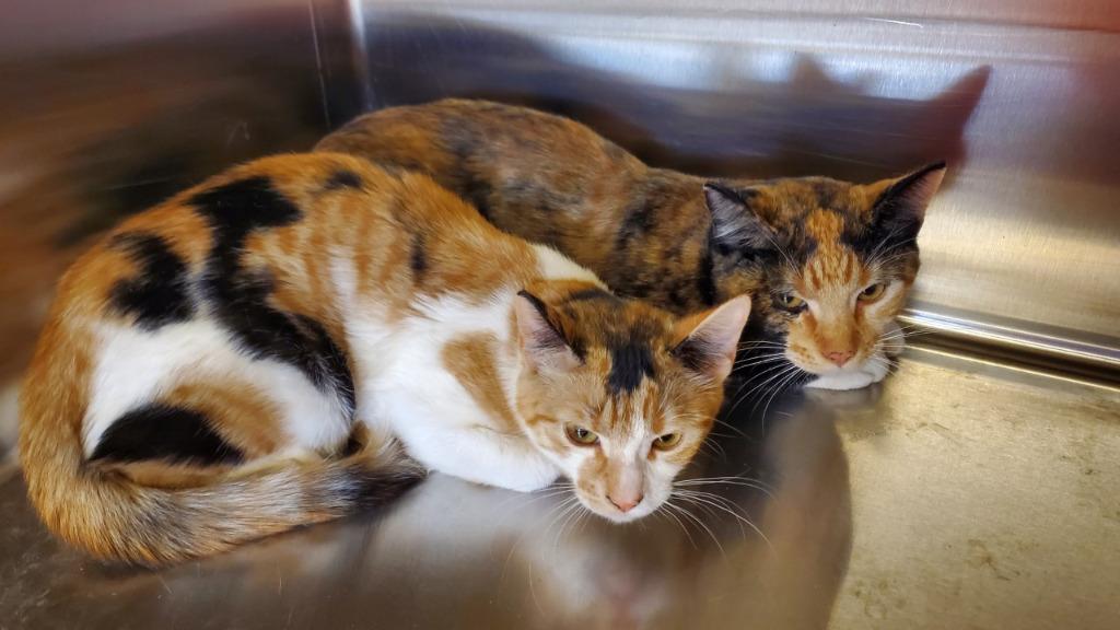 Enlarge Bugz, a Adoptable mixed breed in Havre, MT image 2/2