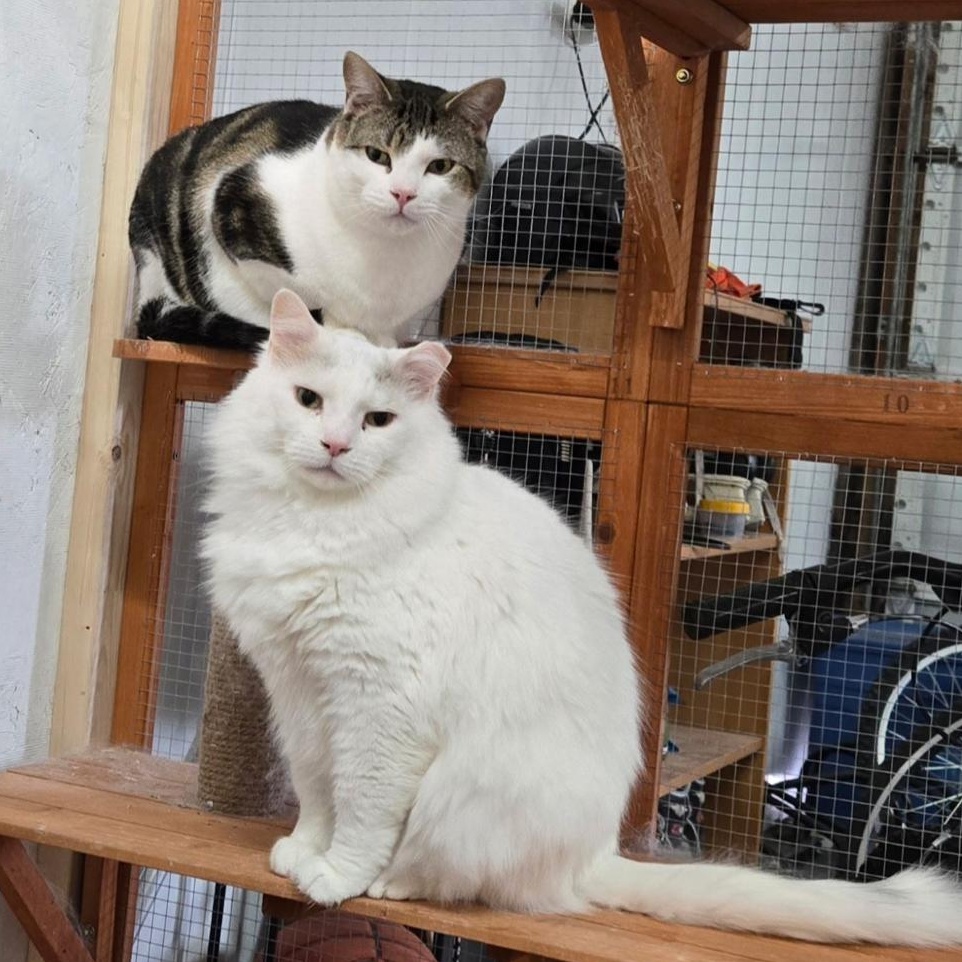 Goliath, a Adoptable Domestic Long Hair in Lucknow, ON image 2/6