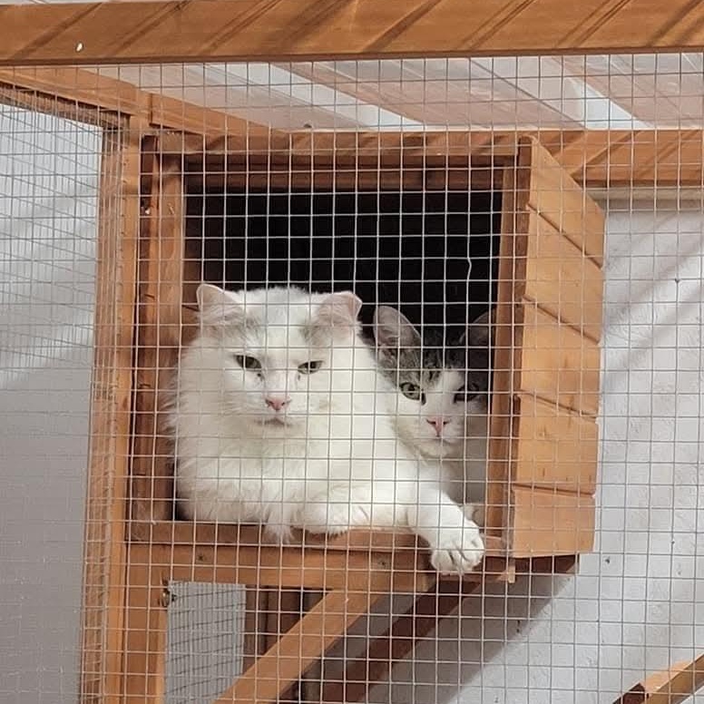 Goliath, a Adoptable Domestic Long Hair in Lucknow, ON image 6/6