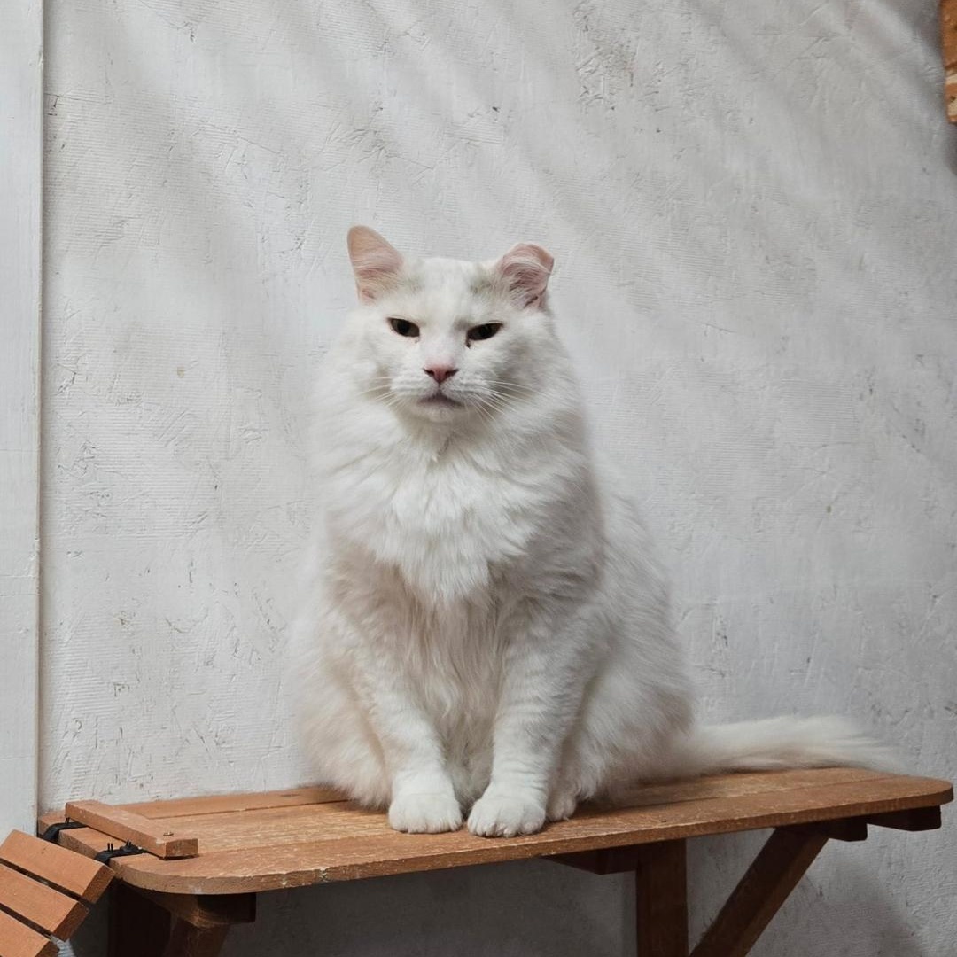 Goliath, a Adoptable Domestic Long Hair in Lucknow, ON image 3/6