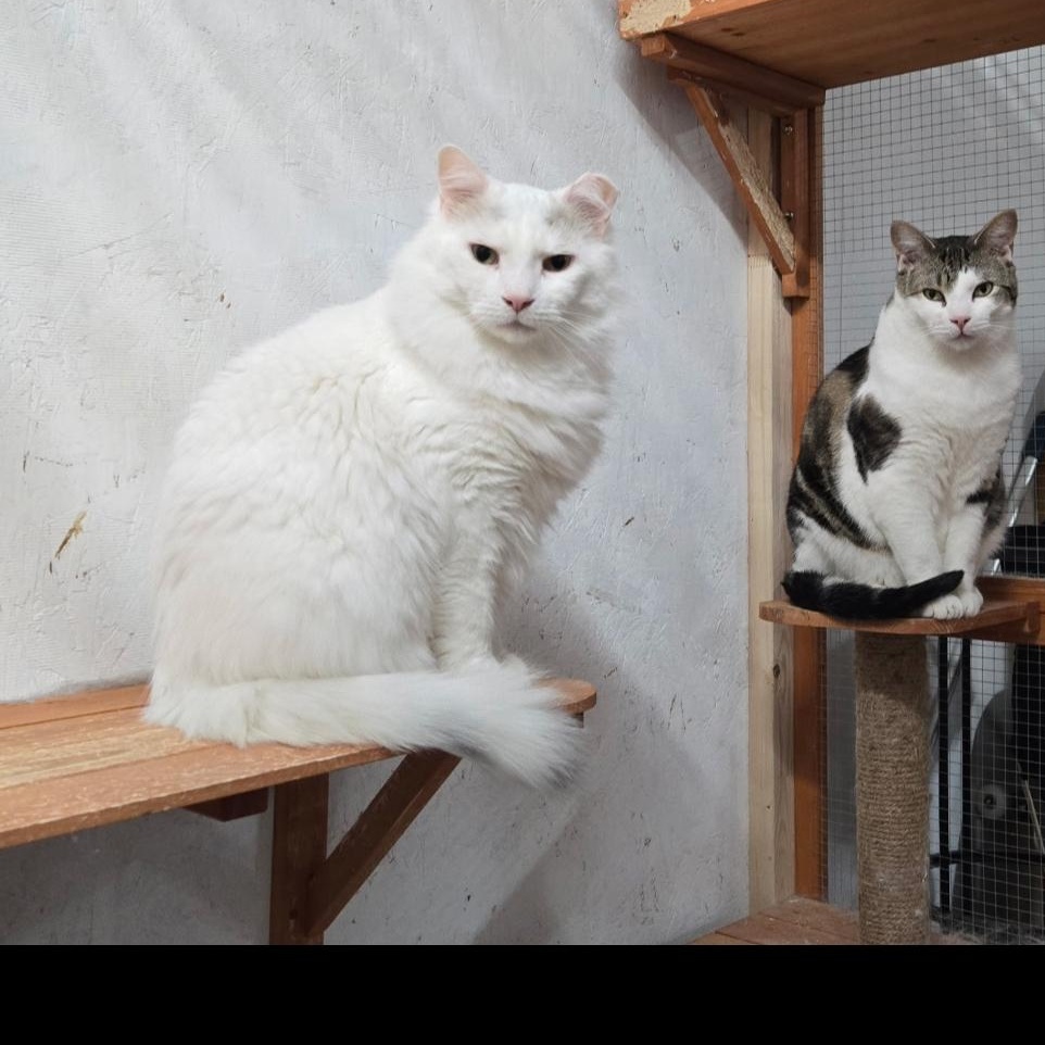 Goliath, a Adoptable Domestic Long Hair in Lucknow, ON image 4/6