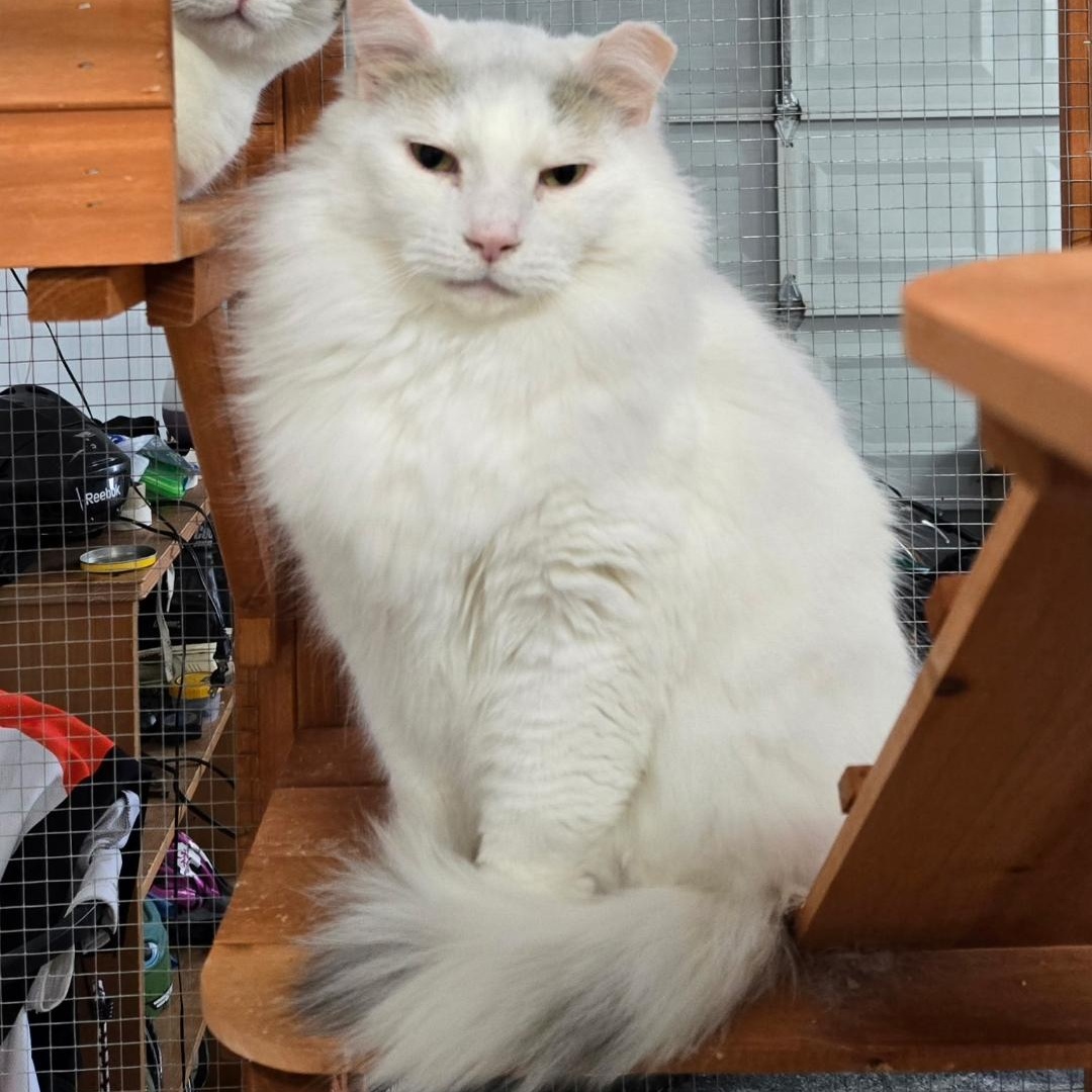 Goliath, a Adoptable Domestic Long Hair in Lucknow, ON image 5/6