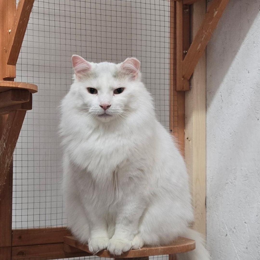 Goliath, a Adoptable Domestic Long Hair in Lucknow, ON image 6/6