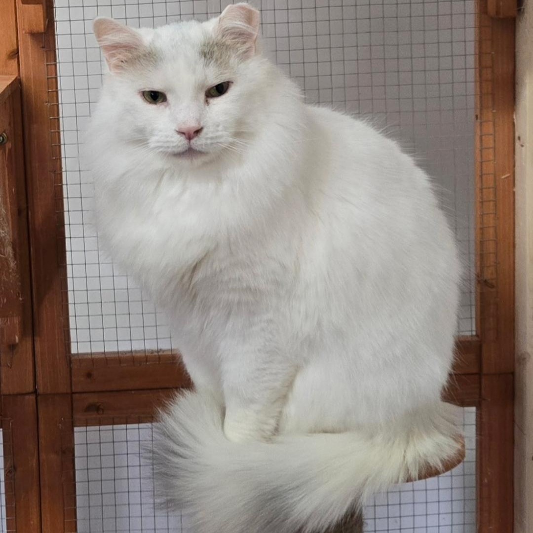 Goliath, a Adoptable Domestic Long Hair in Lucknow, ON image 1/6