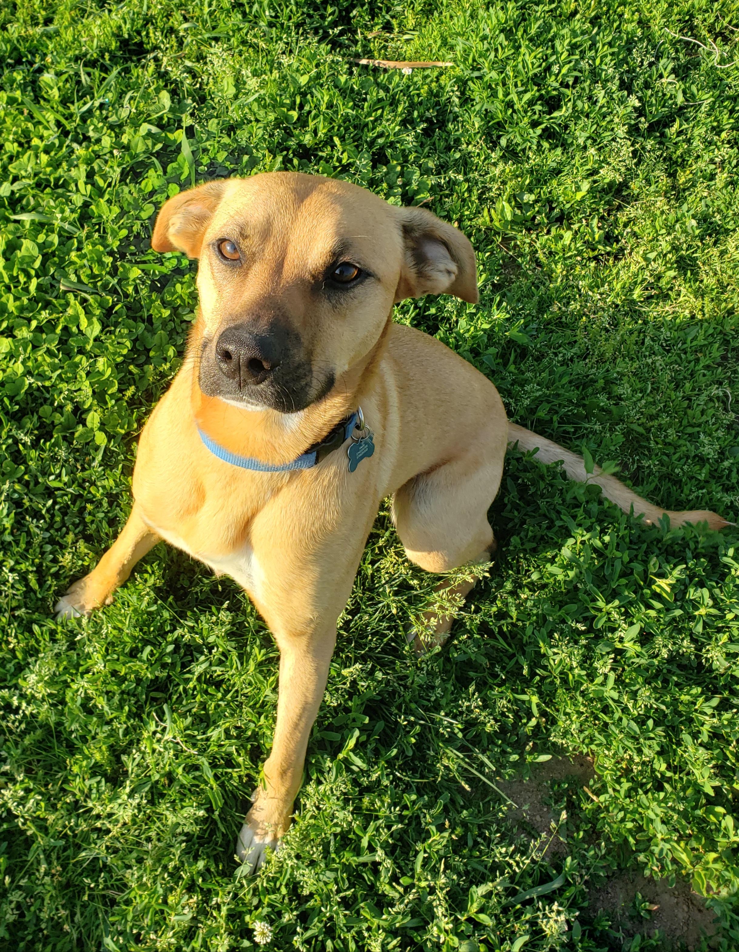 Enlarge Kobe, a ADOPTABLE mixed breed in Middlebury, IN image 1/1