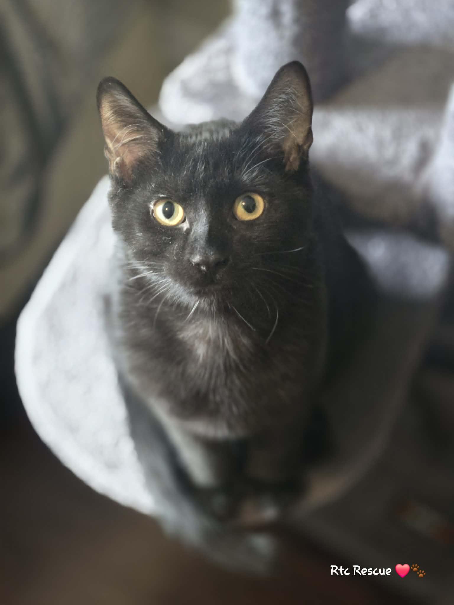 Enlarge Dino, a Adoptable Domestic Short Hair in Shakespeare, ON image 2/6