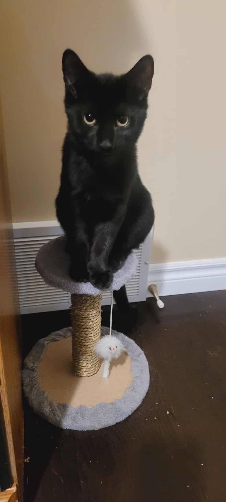 Enlarge Dino, a Adoptable Domestic Short Hair in Shakespeare, ON image 4/6