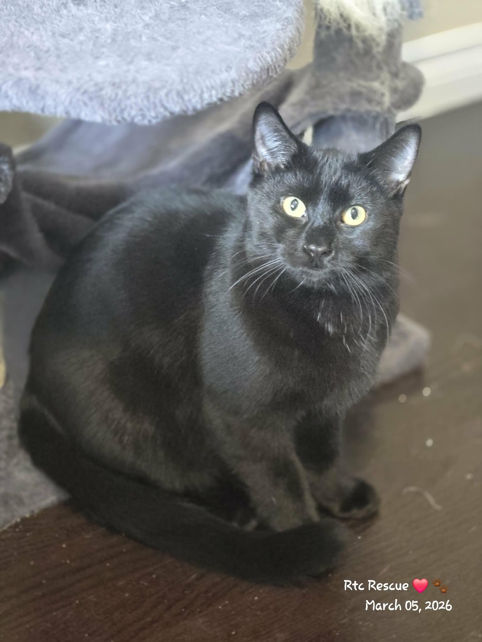 Dino, Adoptable, Kitten Male Domestic Short Hair.