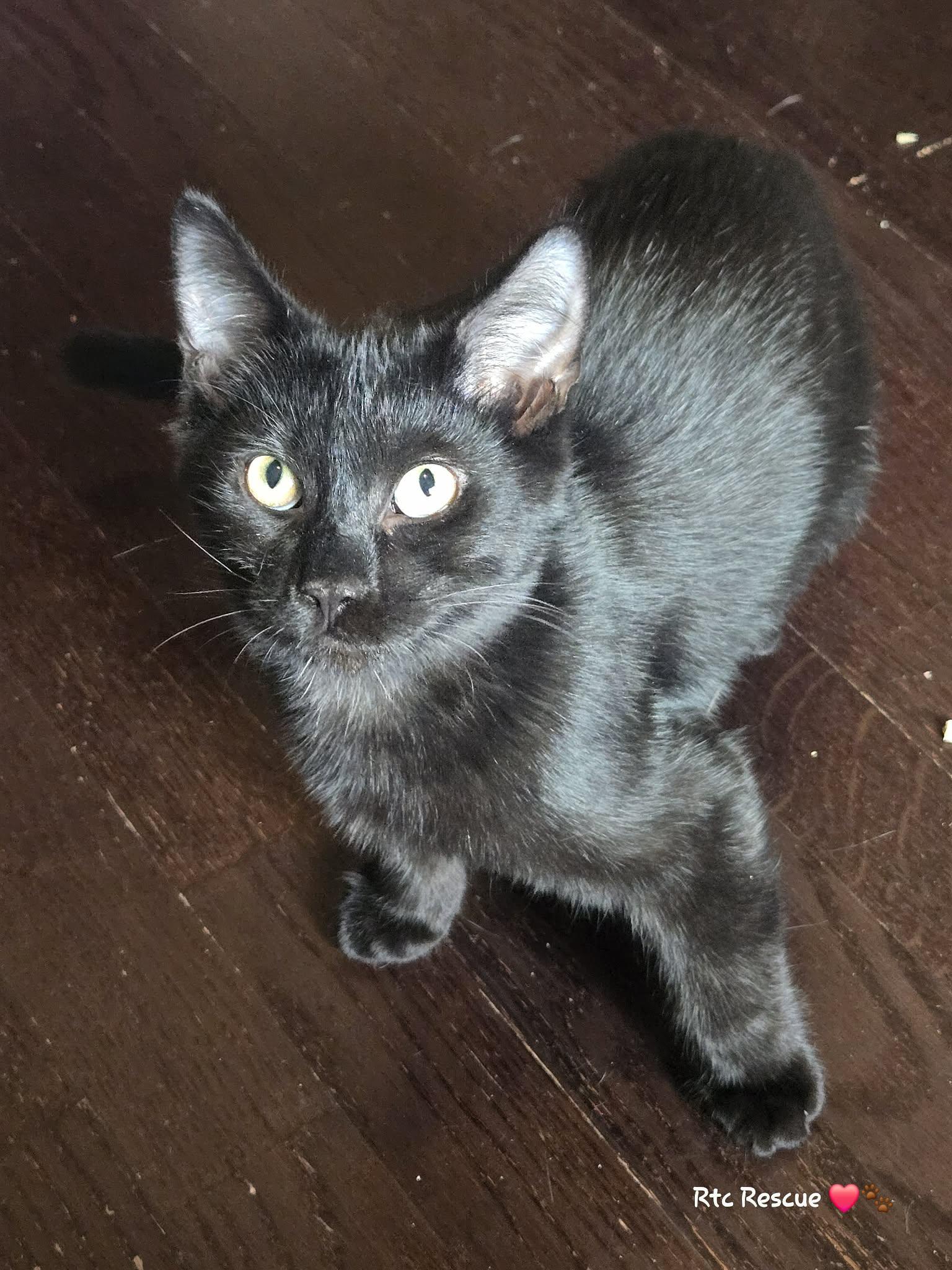 Enlarge Dino, a Adoptable Domestic Short Hair in Shakespeare, ON image 3/6