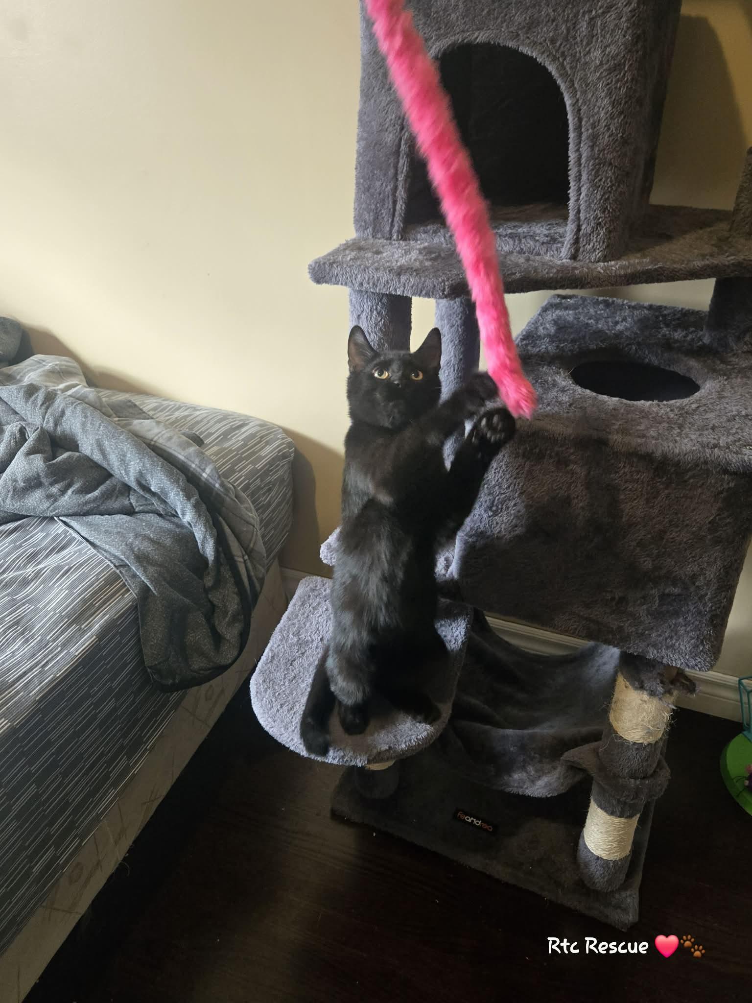 Enlarge Dino, a Adoptable Domestic Short Hair in Shakespeare, ON image 6/6