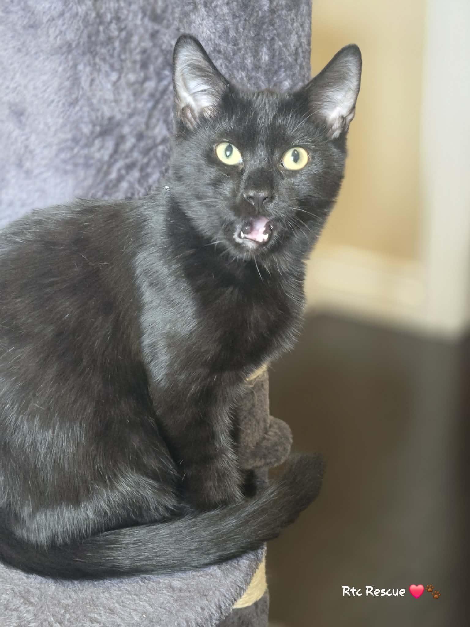 Enlarge Dino, a Adoptable Domestic Short Hair in Shakespeare, ON image 5/6