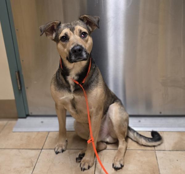 Enlarge Handsome (finder), a Adoptable mixed breed in Troutdale, OR image 2/3