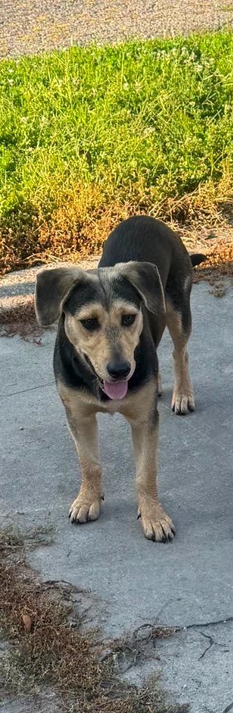 Enlarge Sable, a Adoptable German Shepherd Dog in Winchester, IN image 1/1
