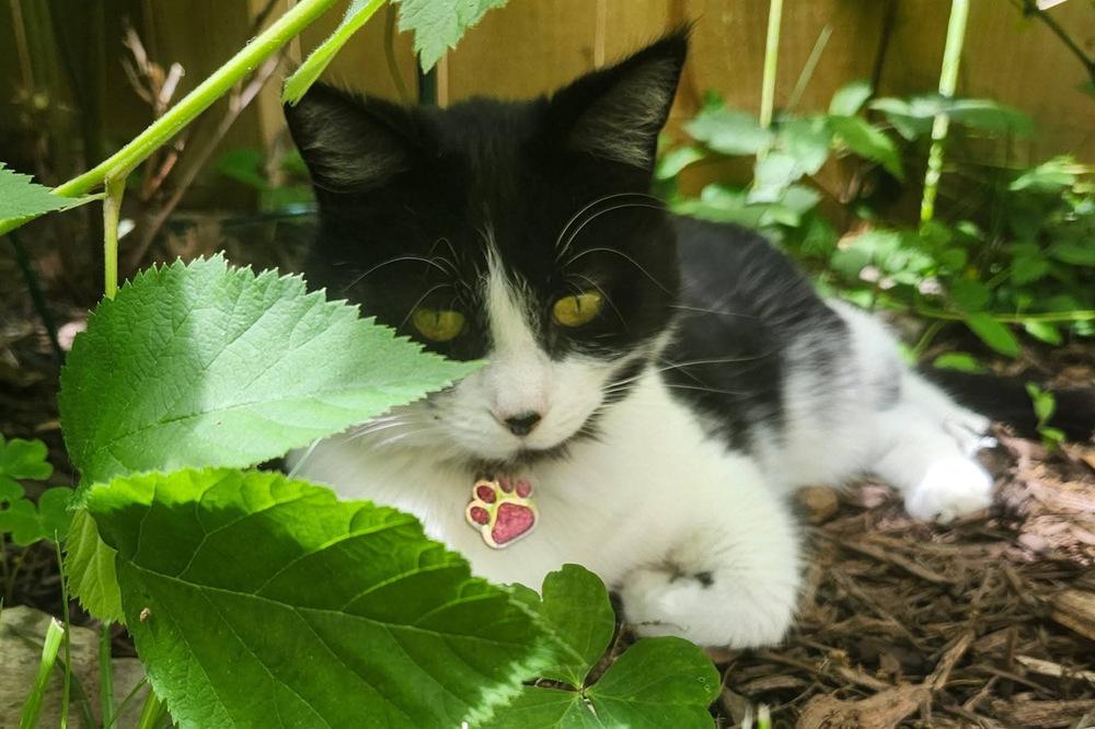 Enlarge Velma (Lady), a Adoptable Domestic Short Hair in Silver Spring, MD image 2/5