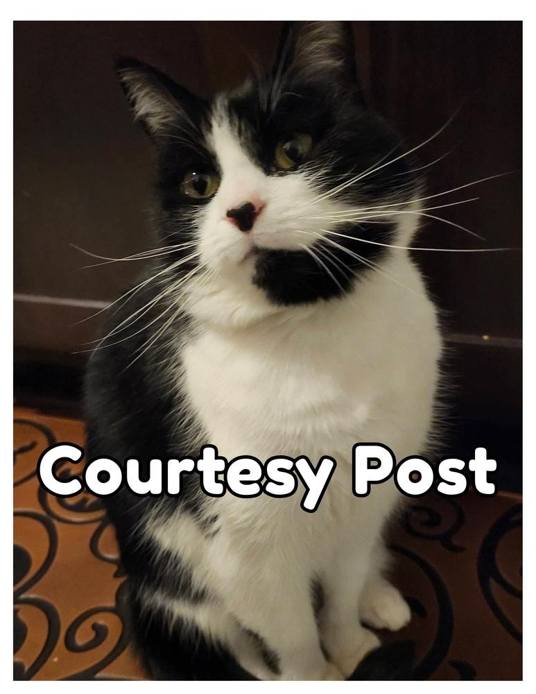 Enlarge Velma (Lady), a Adoptable Domestic Short Hair in Silver Spring, MD image 1/5