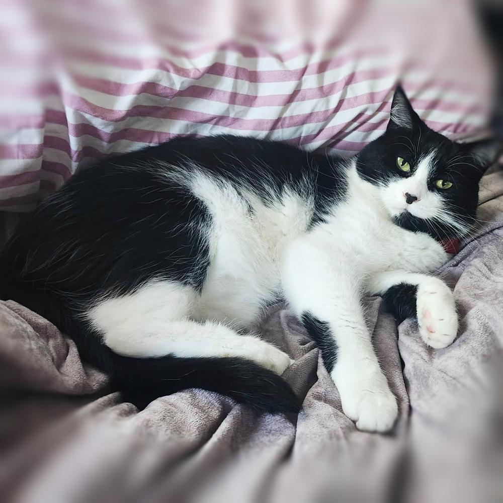 Enlarge Velma (Lady), a Adoptable Domestic Short Hair in Silver Spring, MD image 4/5