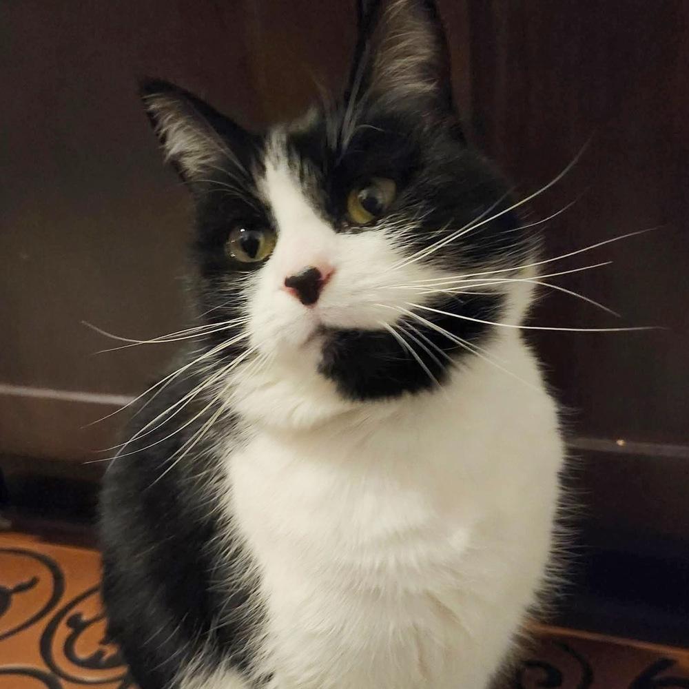 Enlarge Velma (Lady), a Adoptable Domestic Short Hair in Silver Spring, MD image 5/5