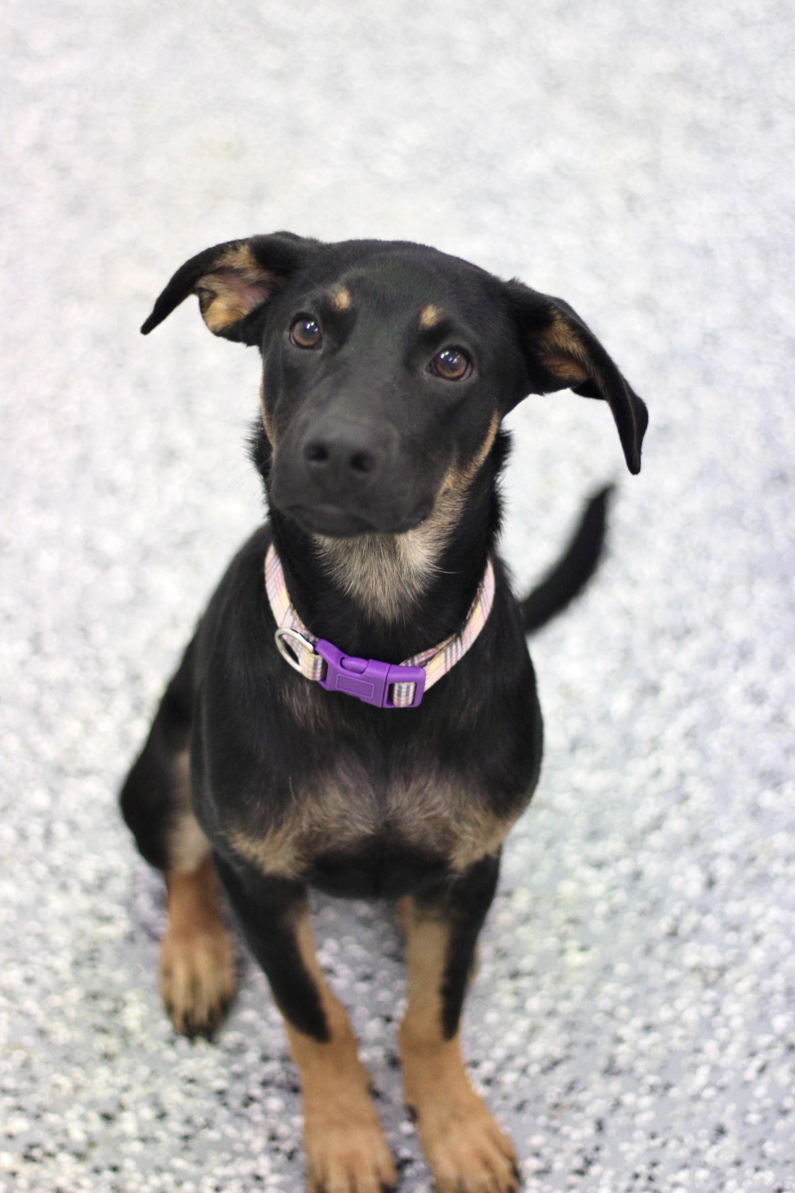 Betty Lou in NH! Meet our Adoptable Dogs Wed-Sat at Open House!
