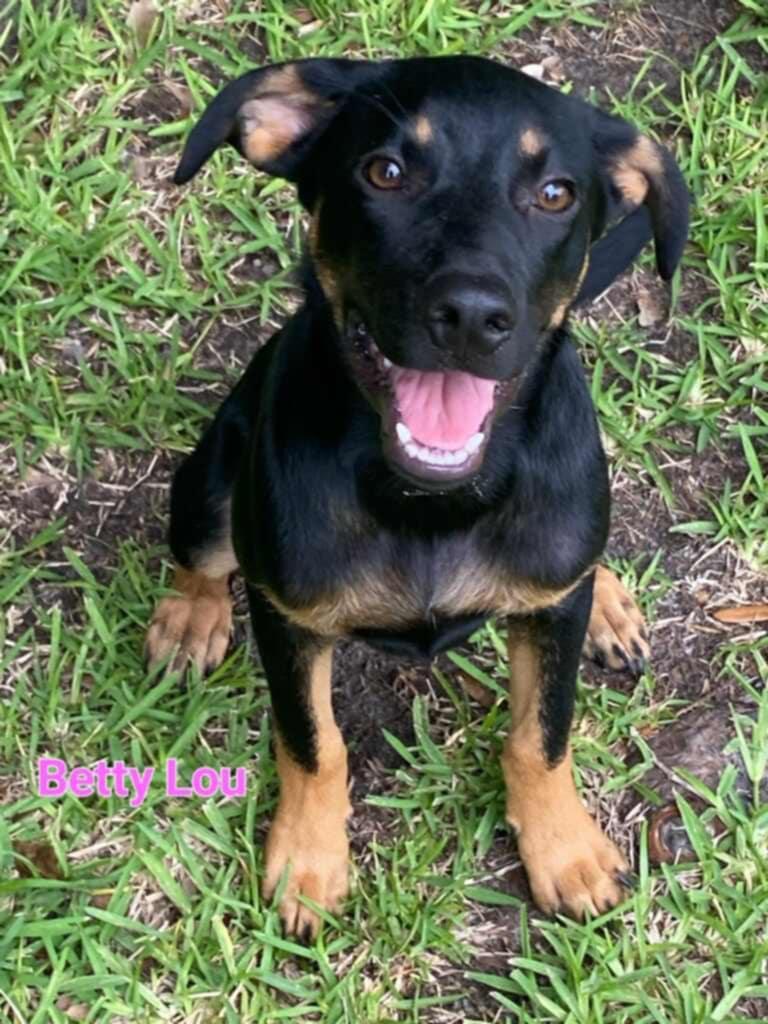 Betty Lou in NH! Meet our Adoptable Dogs Wed-Sat at Open House!