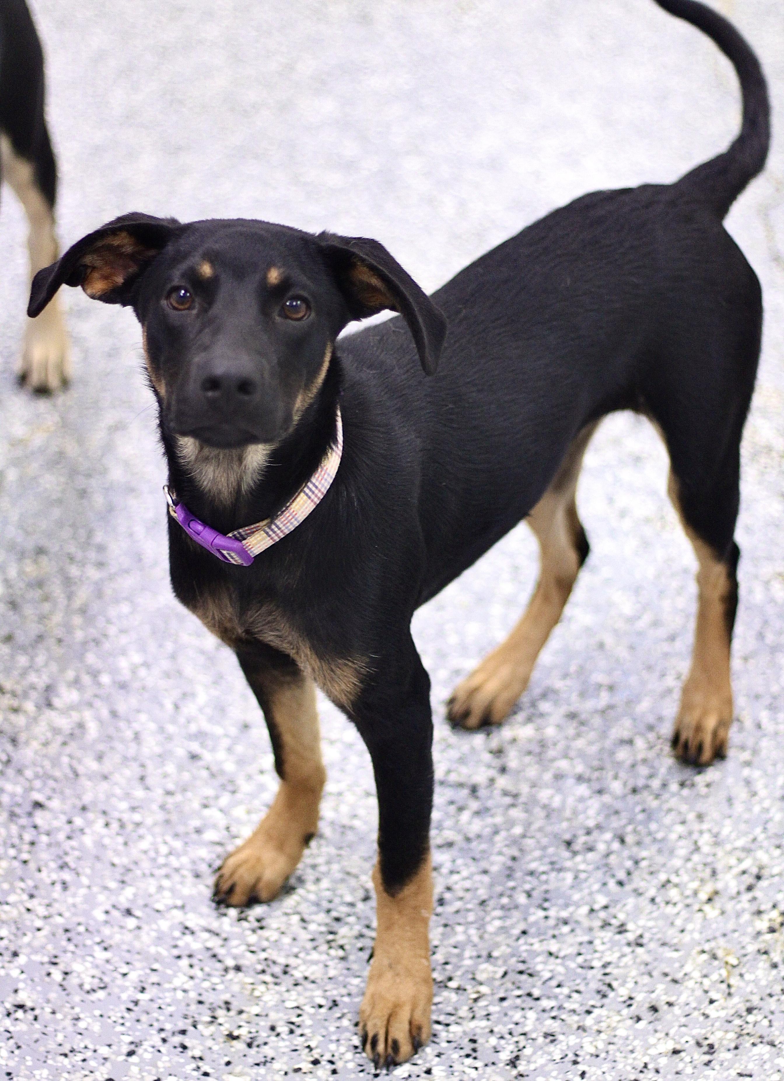 Betty Lou in NH! Meet our Adoptable Dogs Wed-Sat at Open House!
