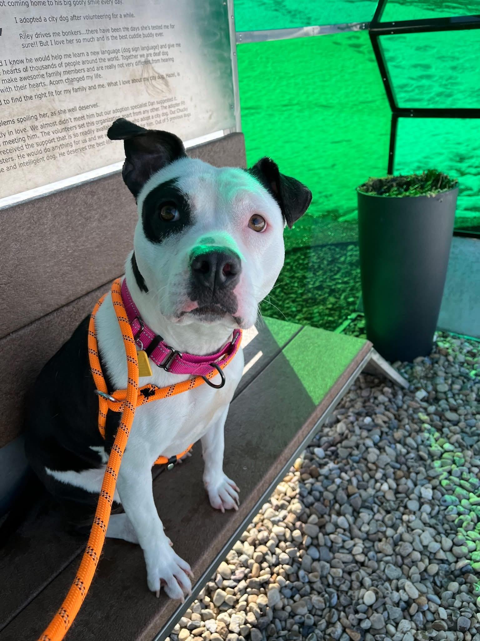 Enlarge Caprice, an adoptable mixed breed in Cleveland, OH image 4/6