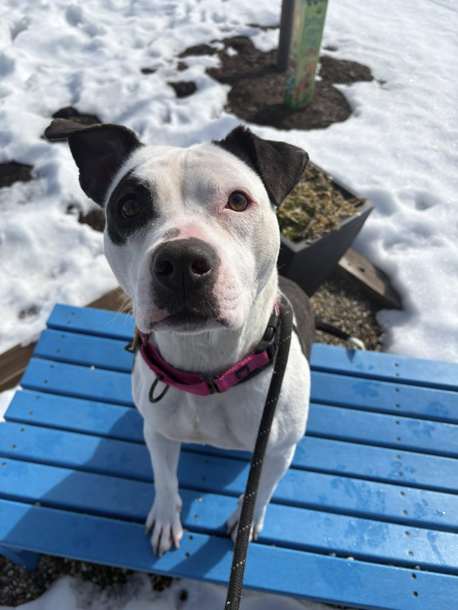 Enlarge Caprice, an adoptable mixed breed in Cleveland, OH image 5/6